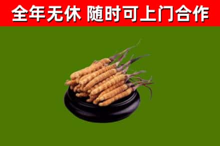 泉港回收散虫草
